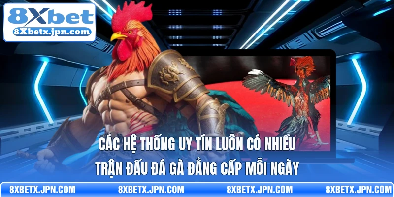 Các hệ thống uy tín luôn có nhiều trận đấu đá gà đẳng cấp mỗi ngày